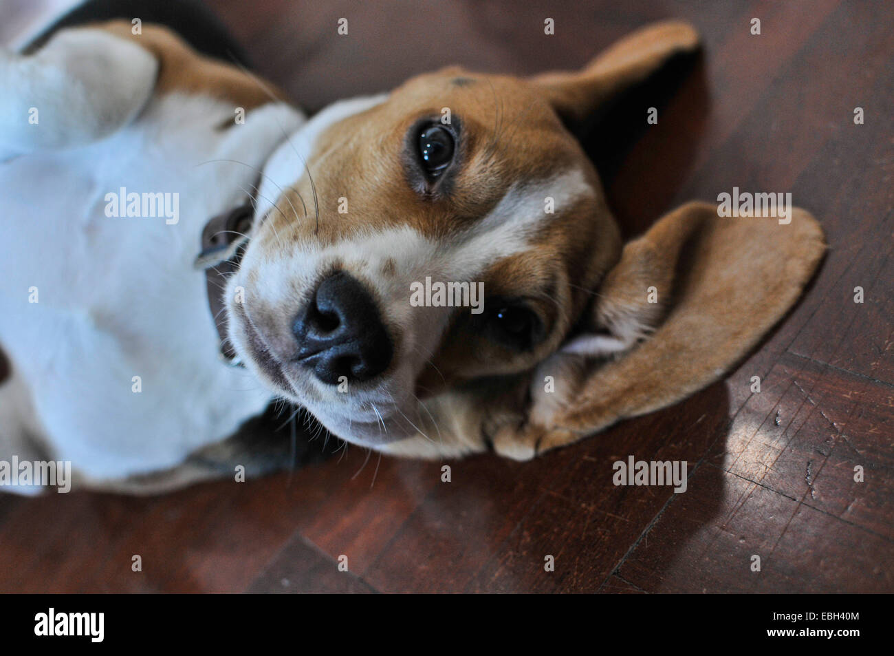 Wunderschöne Beagle-Hund nach oben auf die Kamera Stockfoto