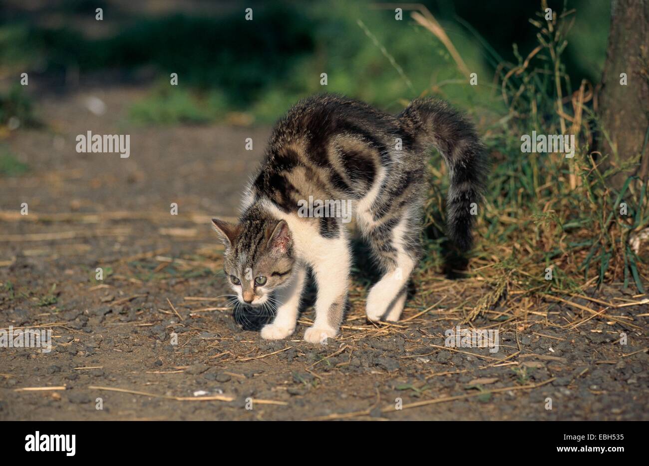 Hauskatze (Felis Silvestris F. Catus), bedrohliche Haltung. Stockfoto