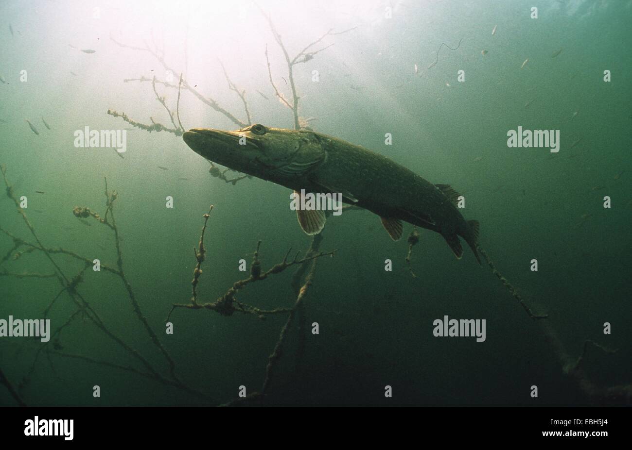 Hecht, Hecht (Esox Lucius). Stockfoto