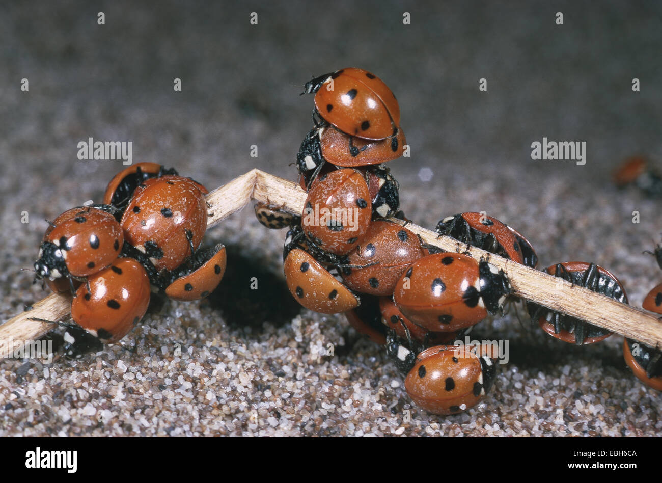 sieben-Punkt-Marienkäfer, Marienkäfer Sevenspot, 7-Punkt-Marienkäfer (Coccinella Septempunctata), Aggregation. Stockfoto
