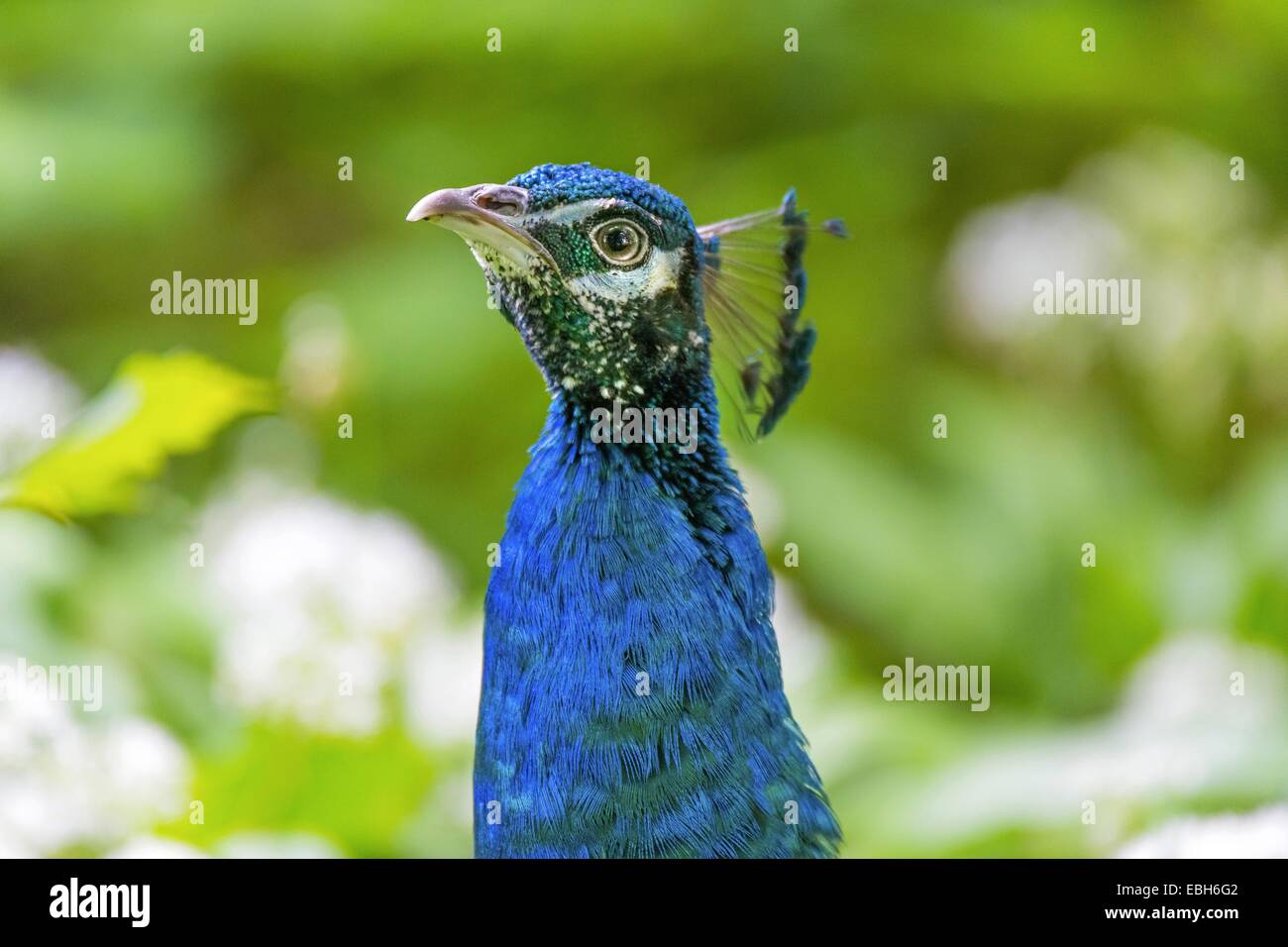 Gemeinsamen Pfauen, indischen Pfauen, blaue Pfauen (Pavo Cristatus), Männchen in einem Feld mit wilden Knoblauch, Porträt, Deutschland, Nordrhein-Westfalen Stockfoto