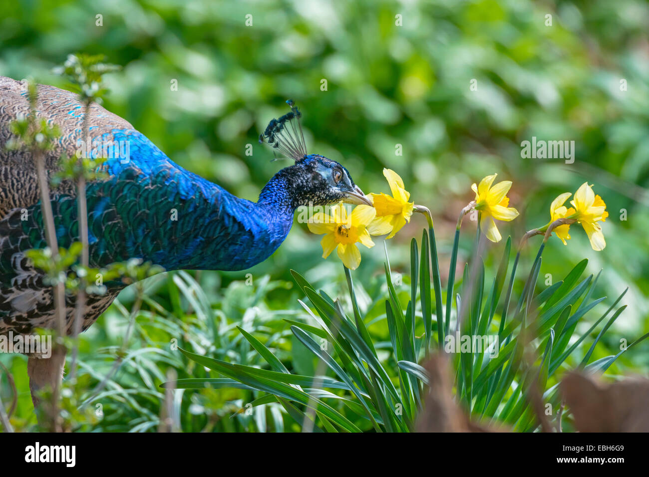 Gemeinsamen Pfauen, indischen Pfauen, blaue Pfauen (Pavo Cristatus), Männchen auf den Feed, Deutschland, Nordrhein-Westfalen Stockfoto