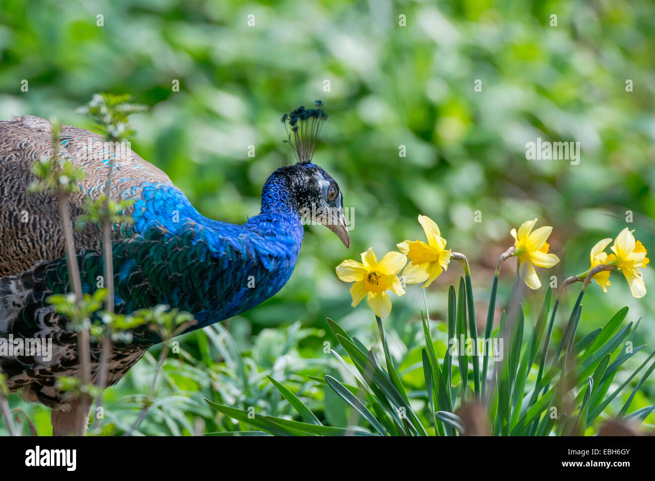 Gemeinsamen Pfauen, indischen Pfauen, blaue Pfauen (Pavo Cristatus), Männchen auf den Feed, Deutschland, Nordrhein-Westfalen Stockfoto