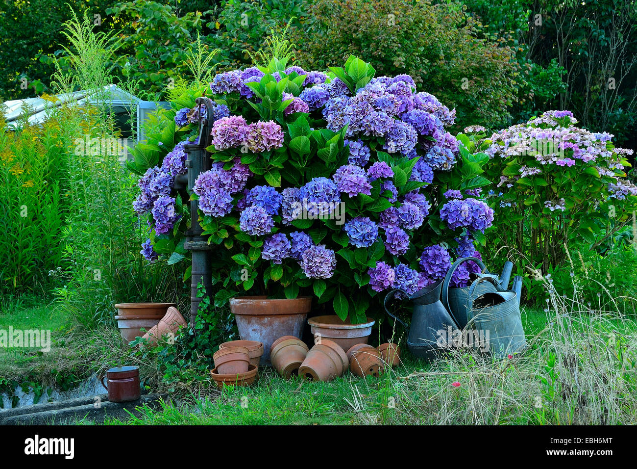 Blühende Hortensien Busch in der Nähe einer Handpumpe im Gemüsegarten, viele Töpfe und Zink Gießkanne. Stockfoto