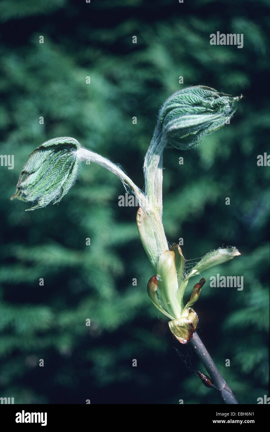 gemeinsamen Rosskastanie (Aesculus Hippocastanum), Schieferung. Stockfoto