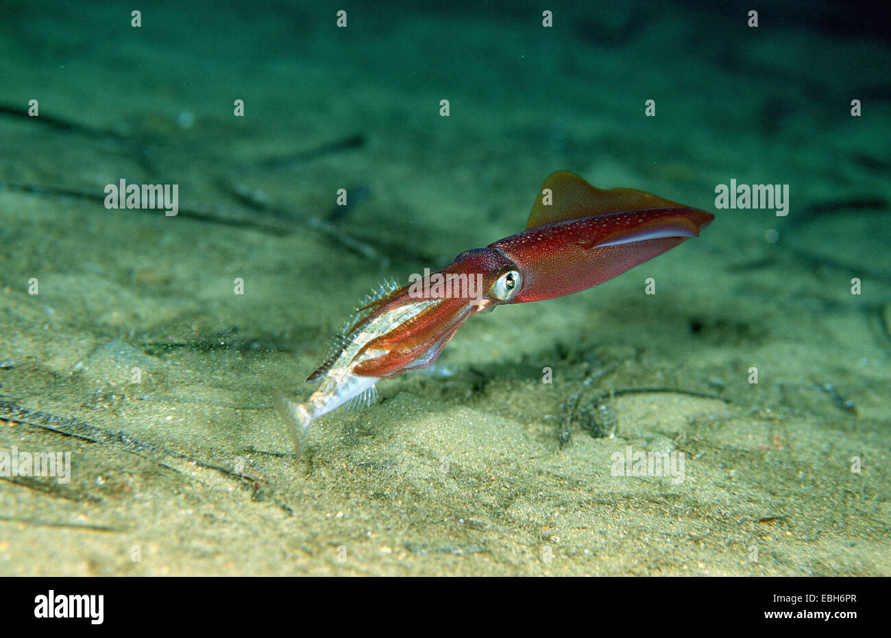 Tintenfisch mit großen Menola (Loligo Vulgaris Mit Spicara Maena). Stockfoto