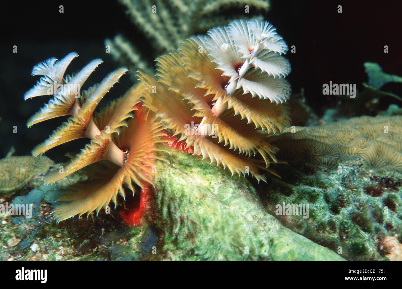 Spiral-gilled Röhrenwurm Weihnachtsbaum Wurm (Spirobranchus Giganteus). Stockfoto