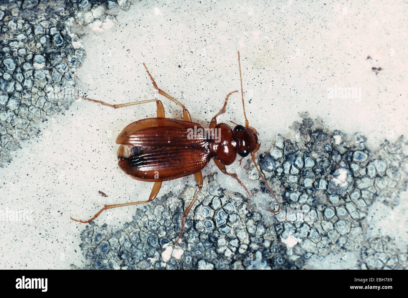 Carabid Käfer (Leistus Ferrugineus). Stockfoto