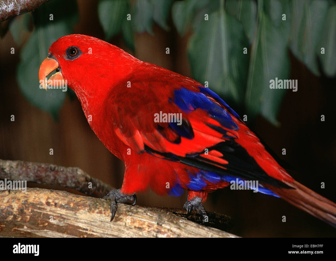 Australische König Papagei (Alisterus Scapularis). Stockfoto