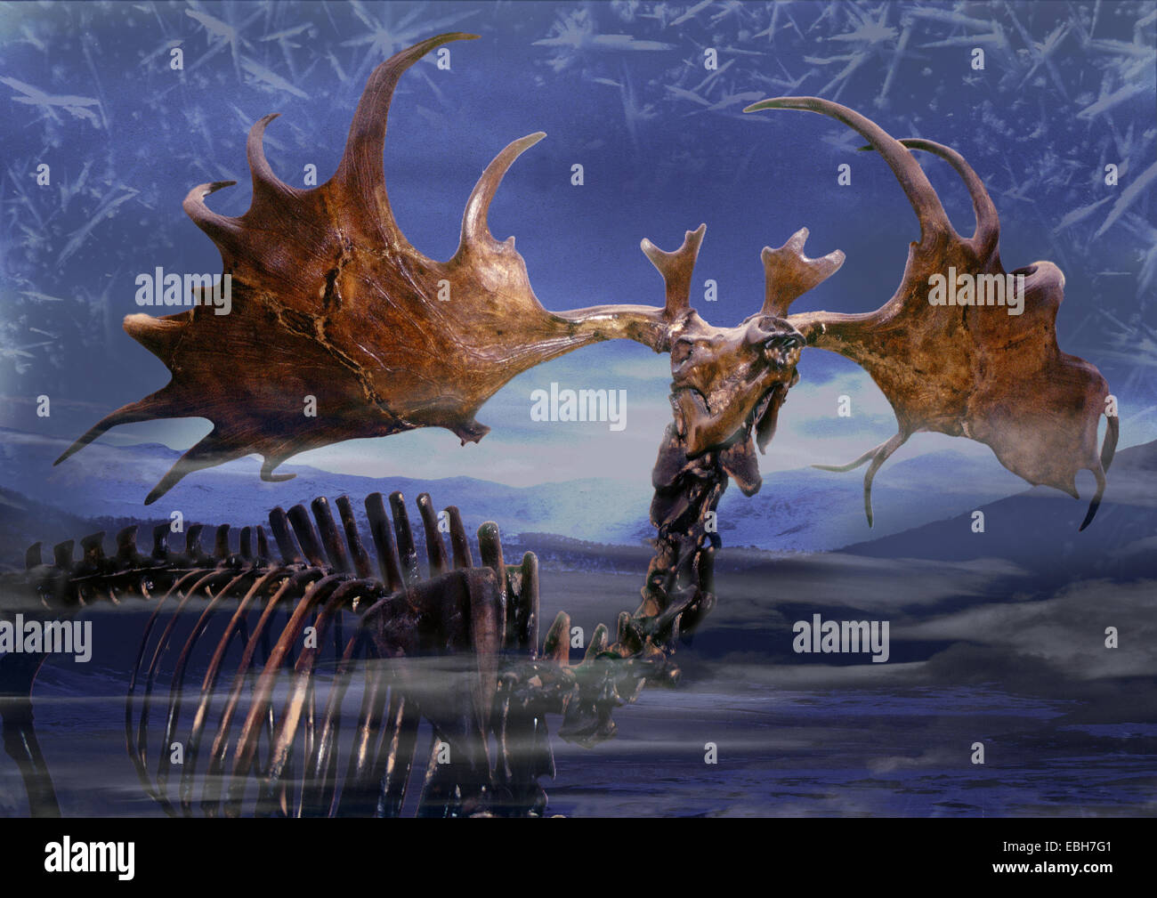 Irische Elch, Megaloceros Geweih (Megaloceros Spec.). Stockfoto