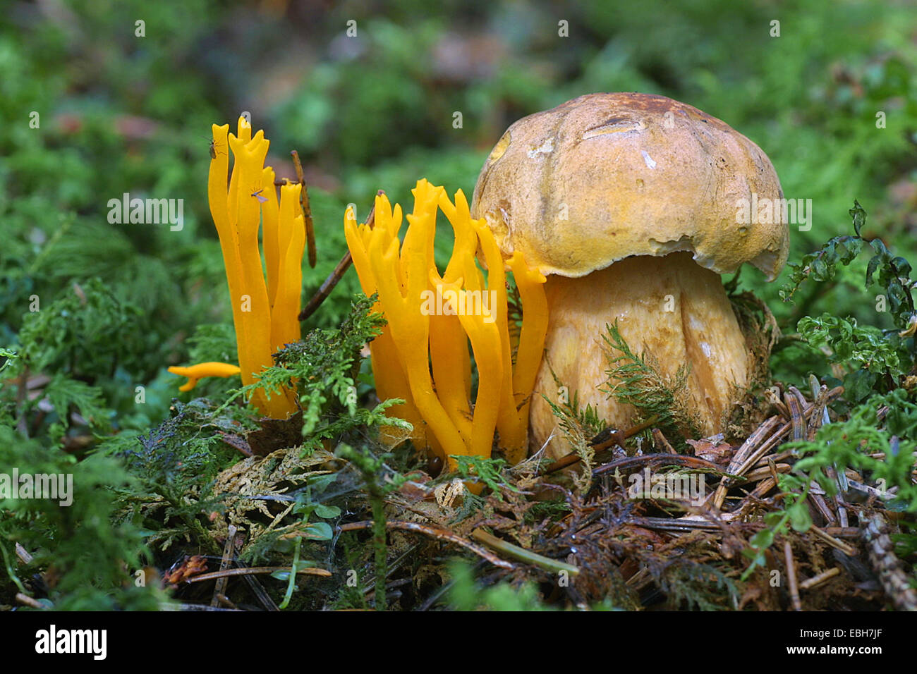 gelbe Hirschhorn und bitteres Bolete (Calocera Viscosa, Tylophilus Fellus), Sozialisation Stockfoto