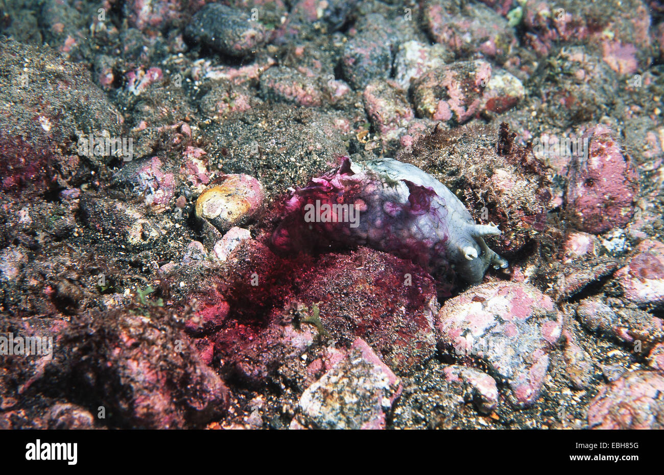 annulated Meer Hasen (Aplysia Dactylomela), Verteidigung, Ausscheidung von Tinte. Stockfoto