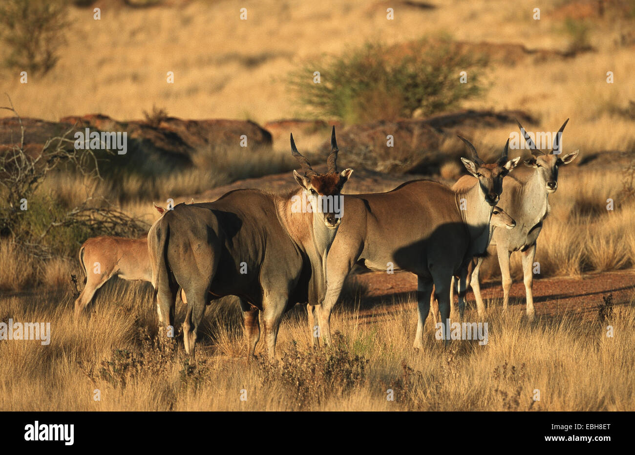 gemeinsame Eland (Tauro Oryx). Stockfoto
