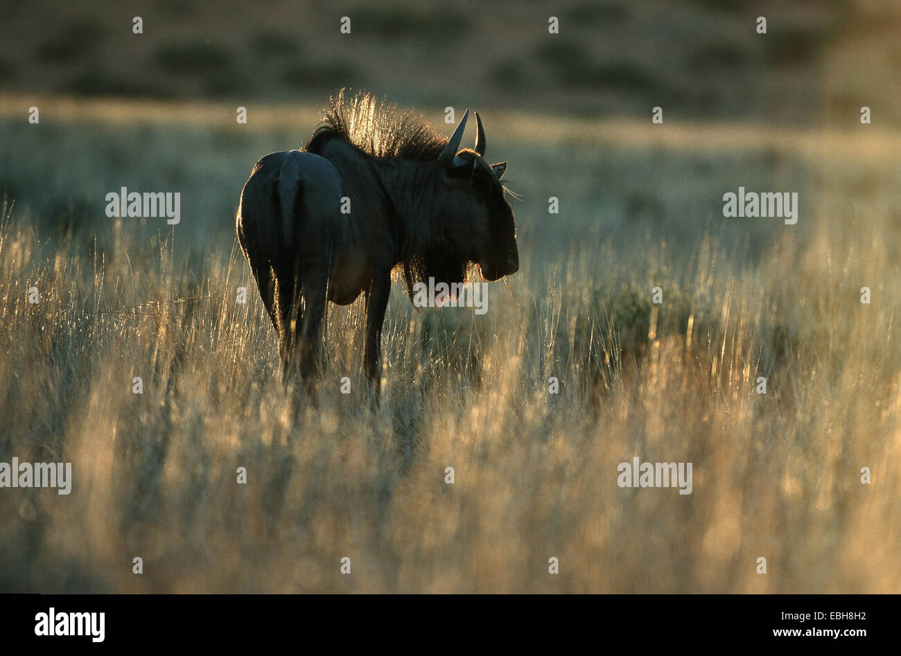 Gnus, gestromt Gnu, weißen bärtigen Gnus (Connochaetes Taurinus). Stockfoto