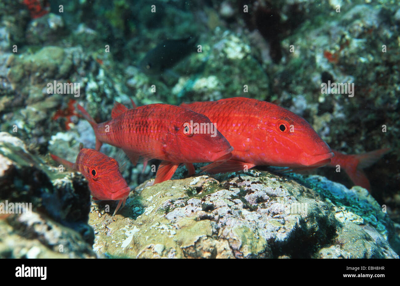 Westafrikanischen Goatfish (Pseudupeneus Prayansis). Stockfoto