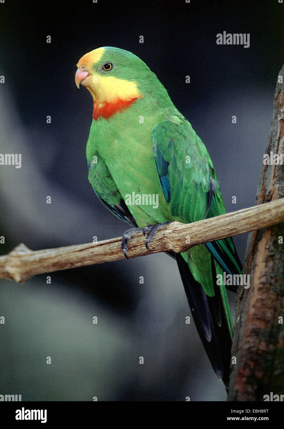 Schildsittich (Polytelis Swainsonii). Stockfoto