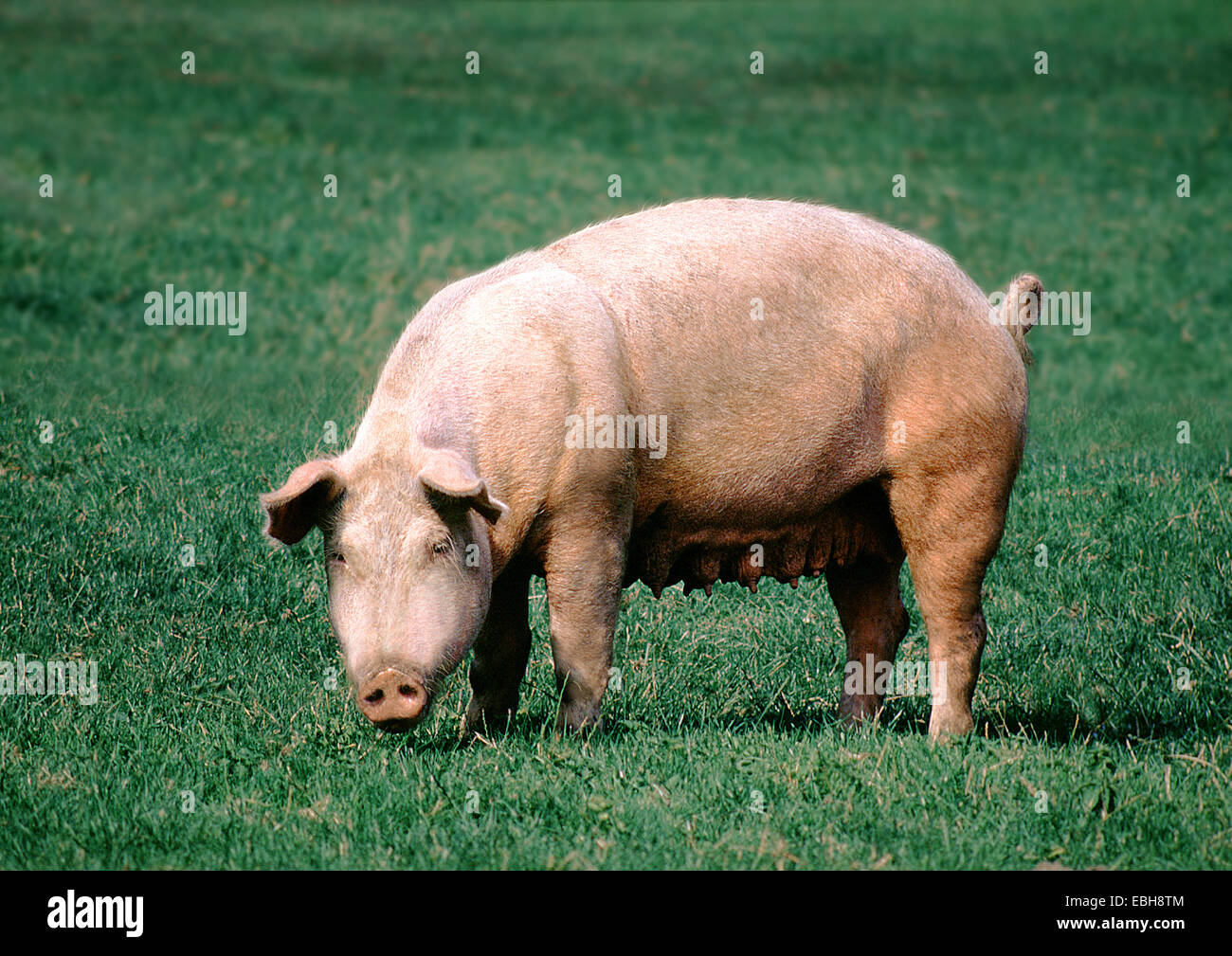 Hausschwein (Sus Scrofa F. Domestica). Stockfoto