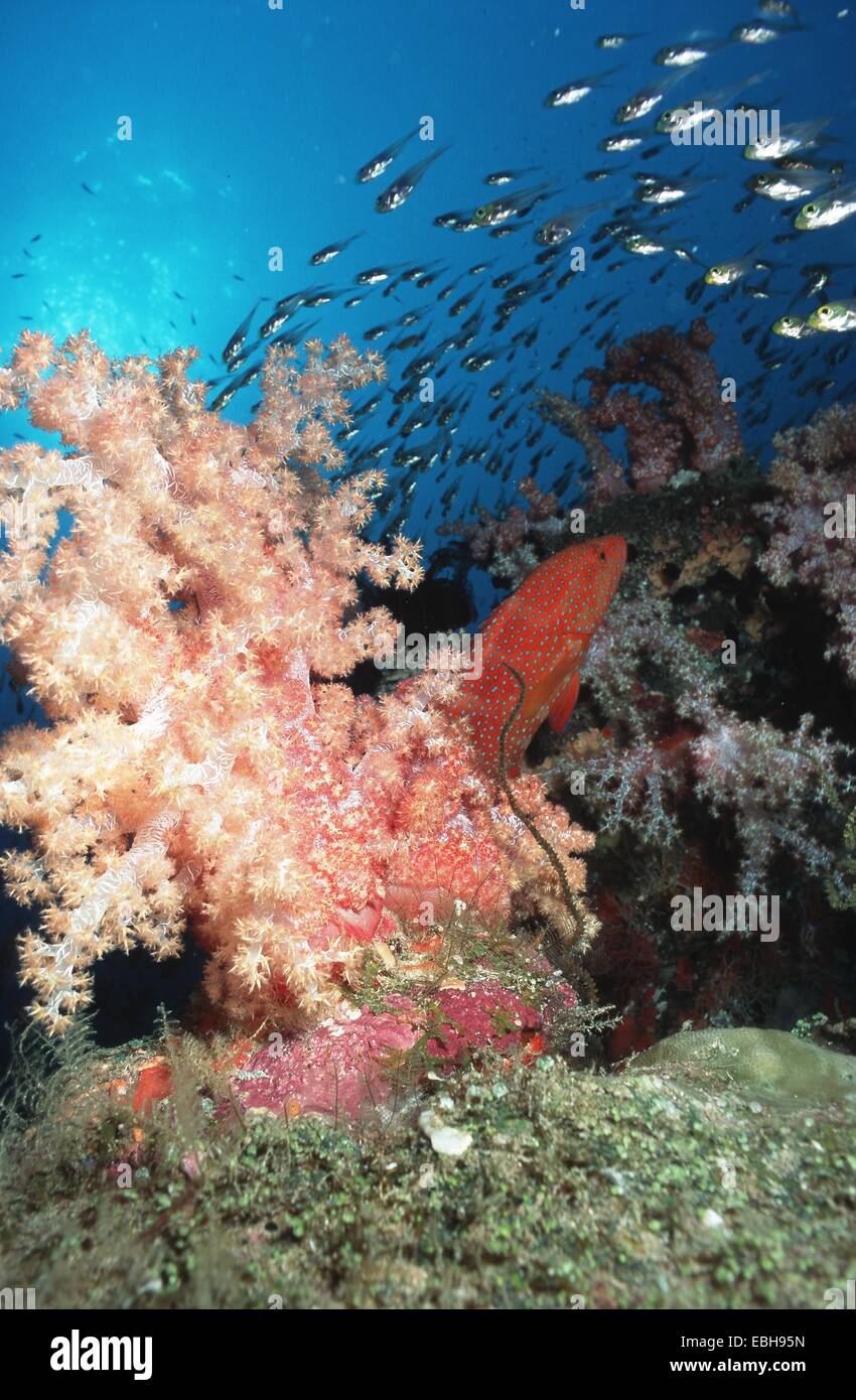 Blau-entdeckt Rockcod, Korallen Forelle, Korallen Hind, schlanke Kehrmaschine (Dendronephthya Klunzingeri, Cephalopholis Miniata, beginnt sp.). Stockfoto