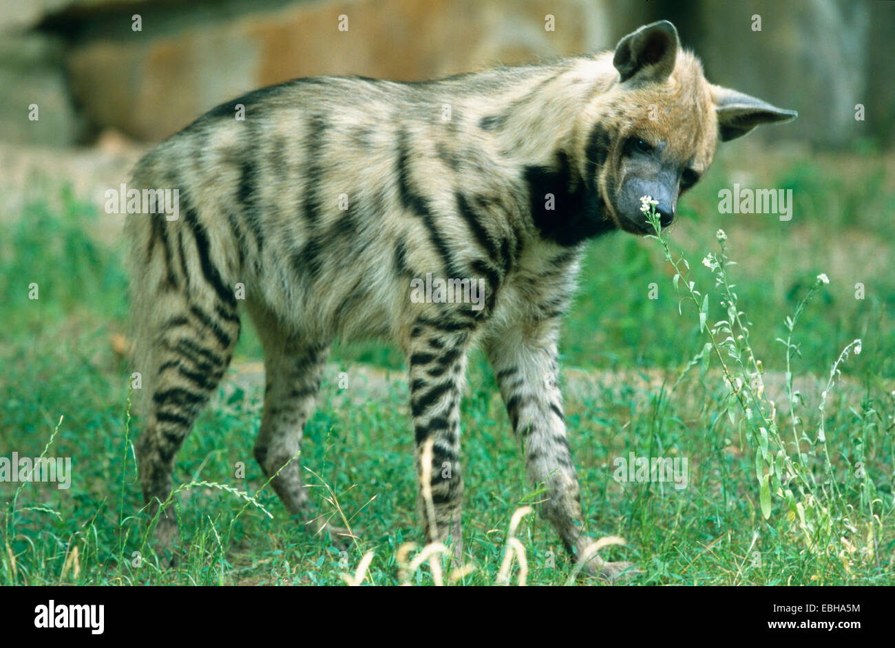 gestreiften Hyäne (zerbeissen zerbeissen). Stockfoto
