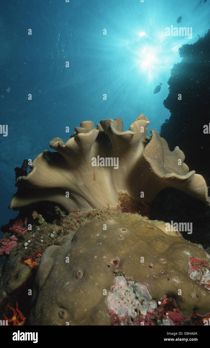 Elefanten Ohr Koralle, gelb-grn-Soft-Koralle (Leder Korallen) (Sarcophyton  Trocheliophorum Stockfotografie - Alamy