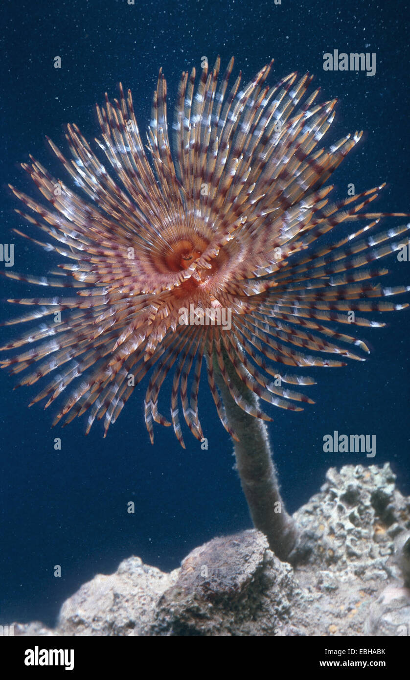 Anworm, Staubwedel Wurm (Sabella Spallanzanii). Stockfoto