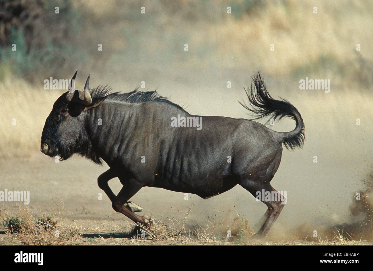 Gnus, gestromt Gnu, weißen bärtigen Gnus (Connochaetes Taurinus). Stockfoto