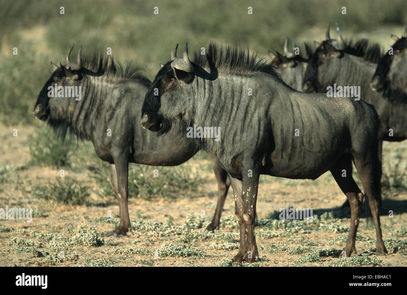 Gnus, gestromt Gnu, weißen bärtigen Gnus (Connochaetes Taurinus). Stockfoto