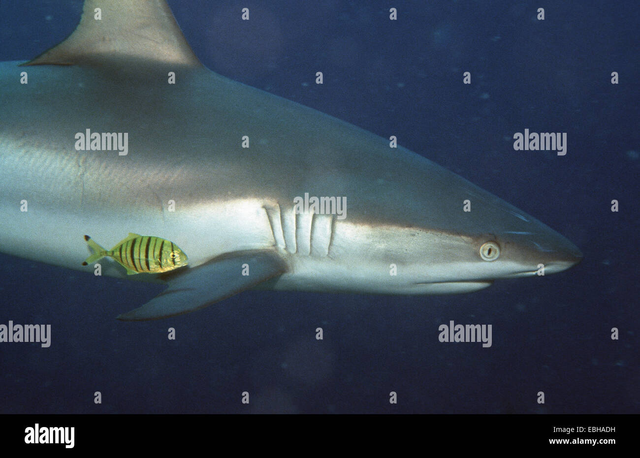 grauen Riffhai (Carcharhinus Amblyrhynchos). Stockfoto