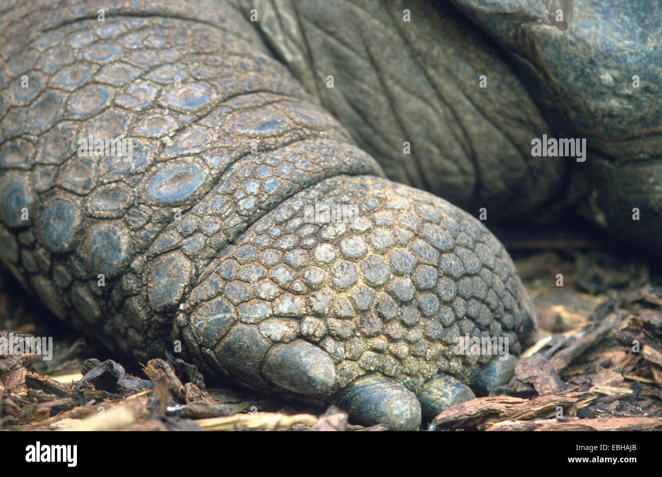 Seychellen-Riesenschildkröte, Aldabran Riesenschildkröte, Aldabra Riesenschildkröte (Testudo Gigantea), Detail eines Beines. Stockfoto