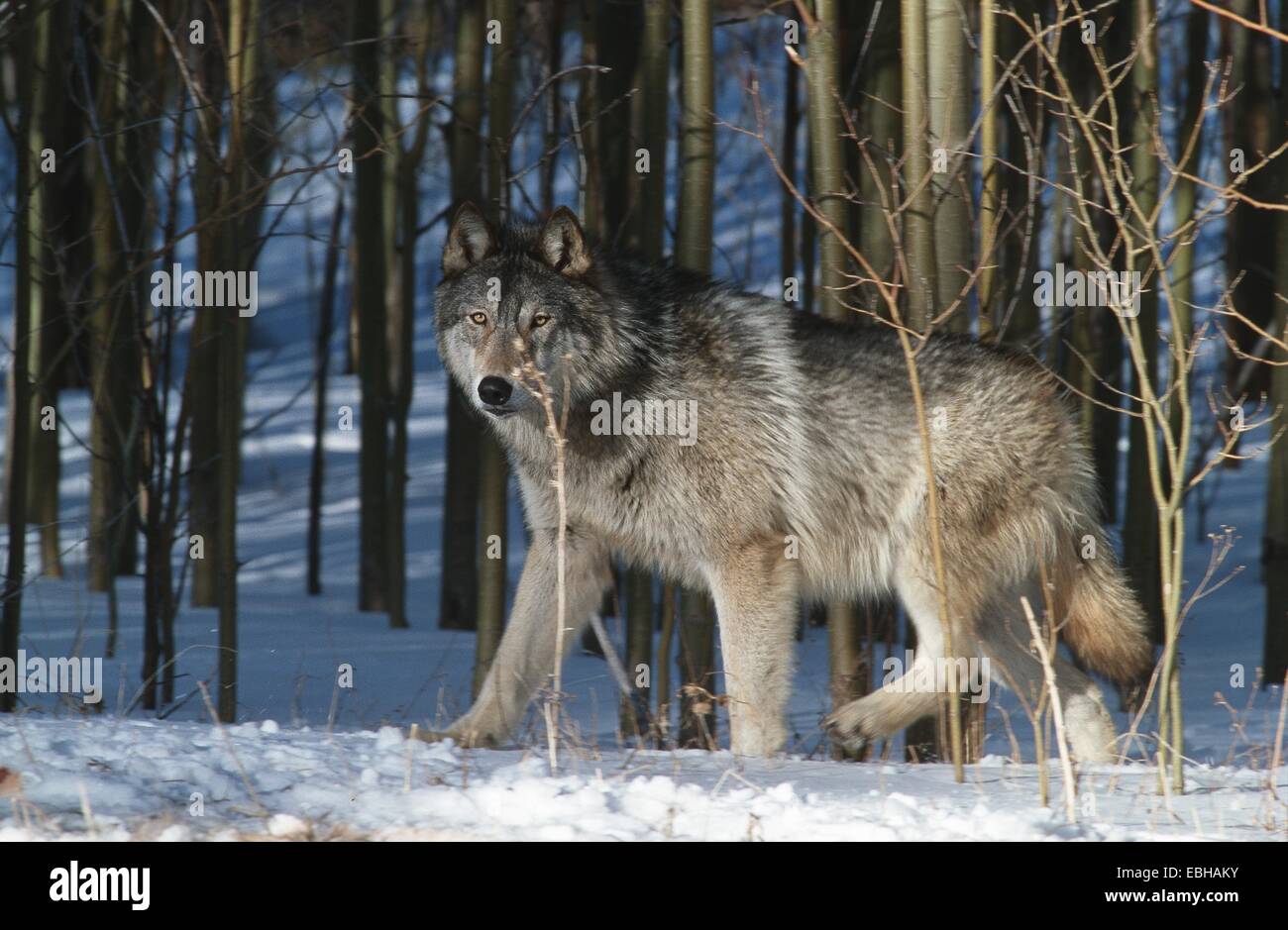 grauer Wolf (Canis Lupus), zu Fuß durch den Schnee. Stockfoto