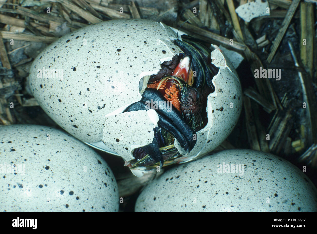 schwarzen Blässhuhn (Fulica Atra), schlüpfen aus einem Squab Eröffnung der Eierschale. Stockfoto