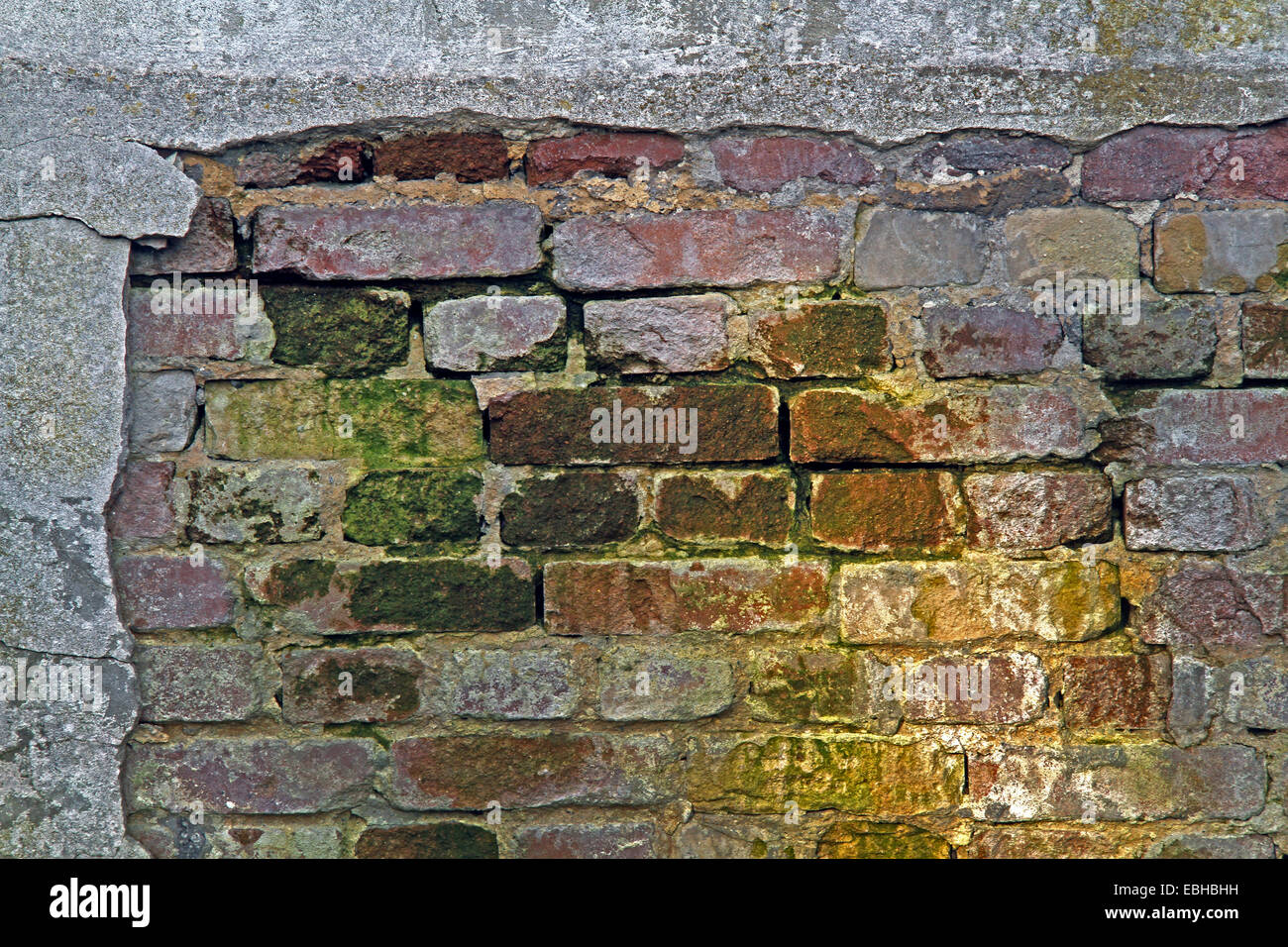 gesäumt von Putz auf verwitterten Steinwand, Deutschland Stockfoto