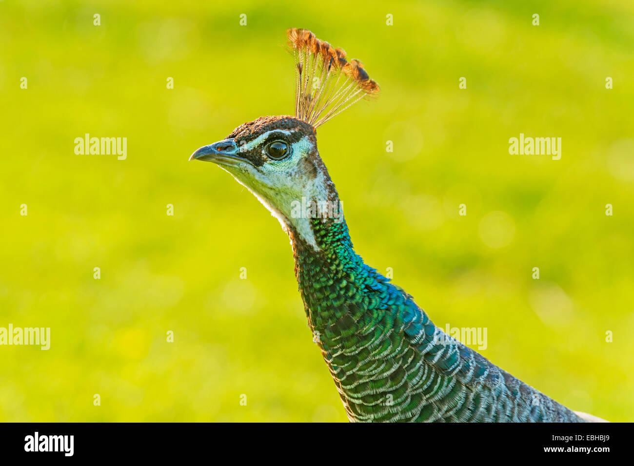 Gemeinsamen Pfauen, indischen Pfauen, blaue Pfauen (Pavo Cristatus), Weiblich, Porträt, Deutschland, Nordrhein-Westfalen Stockfoto