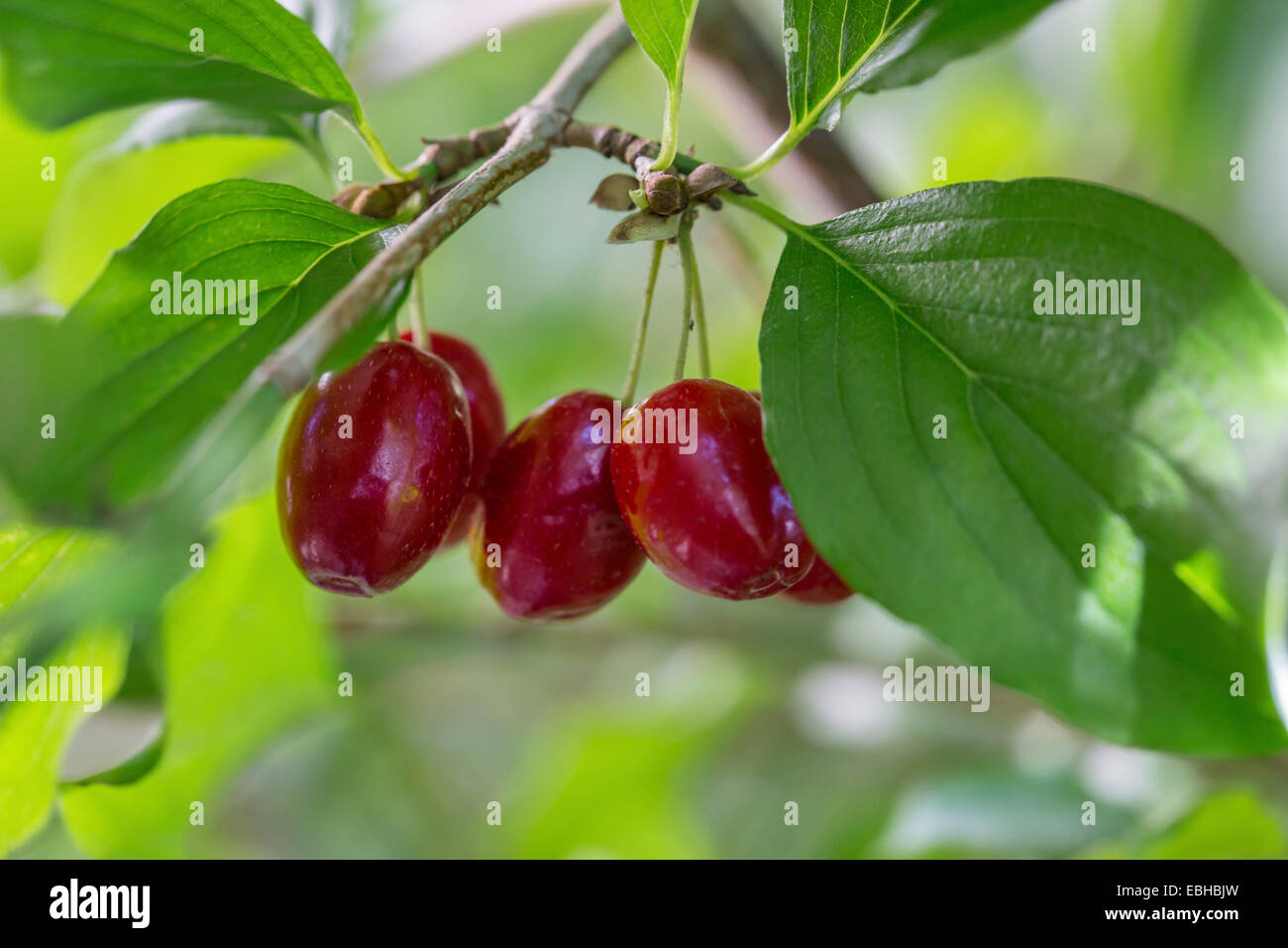 Cornelian Cherry Wood (Cornus Mas), Reife Früchte, Deutschland, Bayern Stockfoto