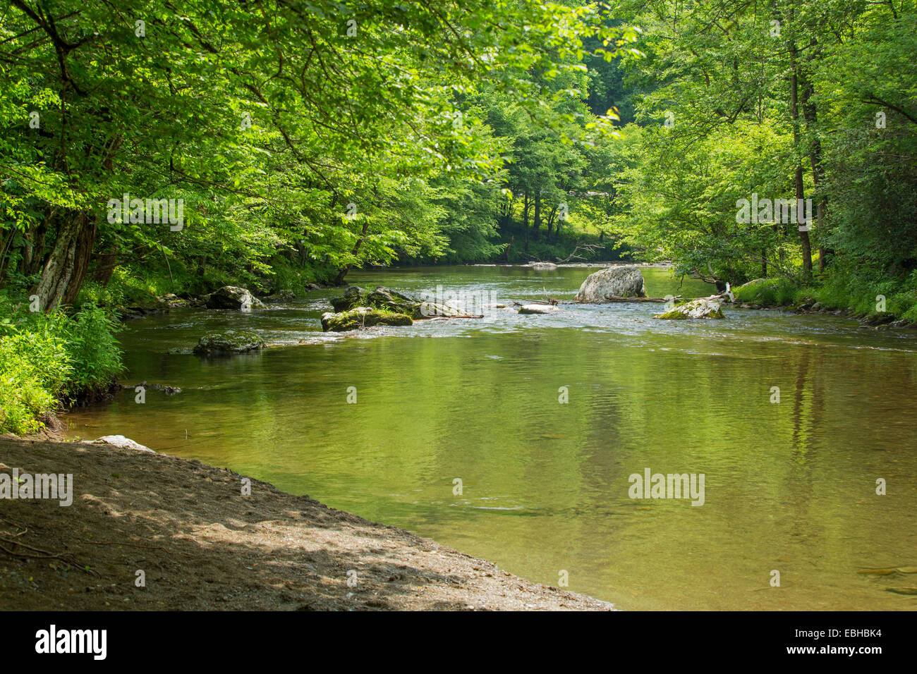 klar Mountan Creek, Notropis und Kriegsbemalung Shiner, Tennessee, USA, Great Smoky Mountains National Park Stockfoto