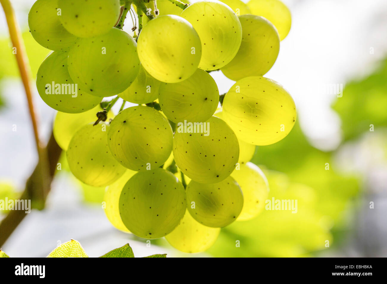 Rebe, Weinrebe (Vitis Vinifera), grüne Trauben durchscheinende Hintergrundbeleuchtung, Deutschland, Bayern Stockfoto