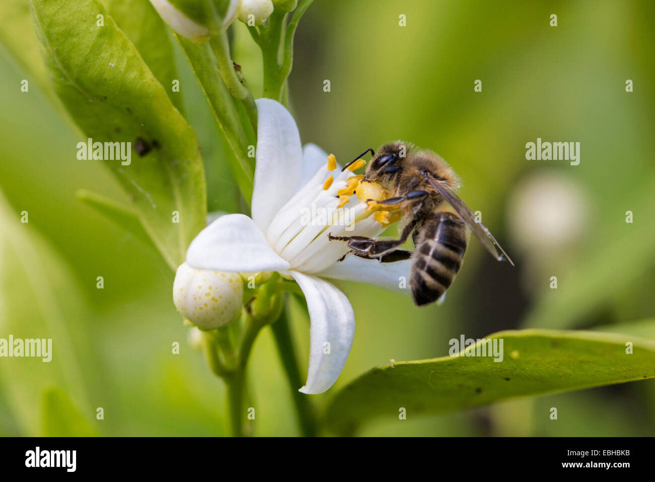 Honigbiene, Bienenkorb Biene (Apis Mellifera Mellifera), auf eine Stockfoto
