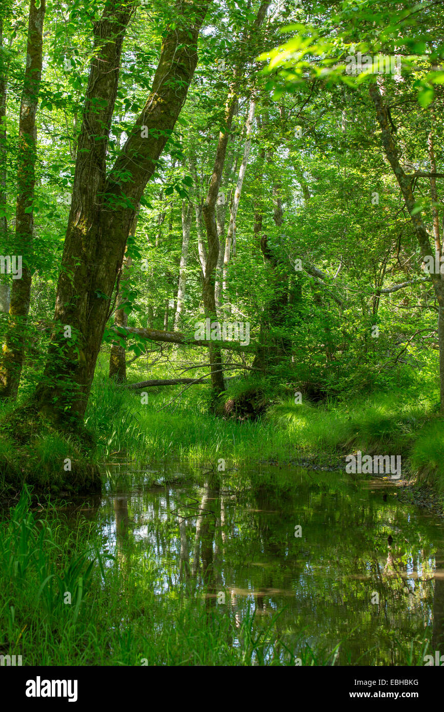 Auenwaldes, kleine Zusammenfluss von Abrams Creek, USA, Tennessee, Great Smoky Mountains National Park Stockfoto