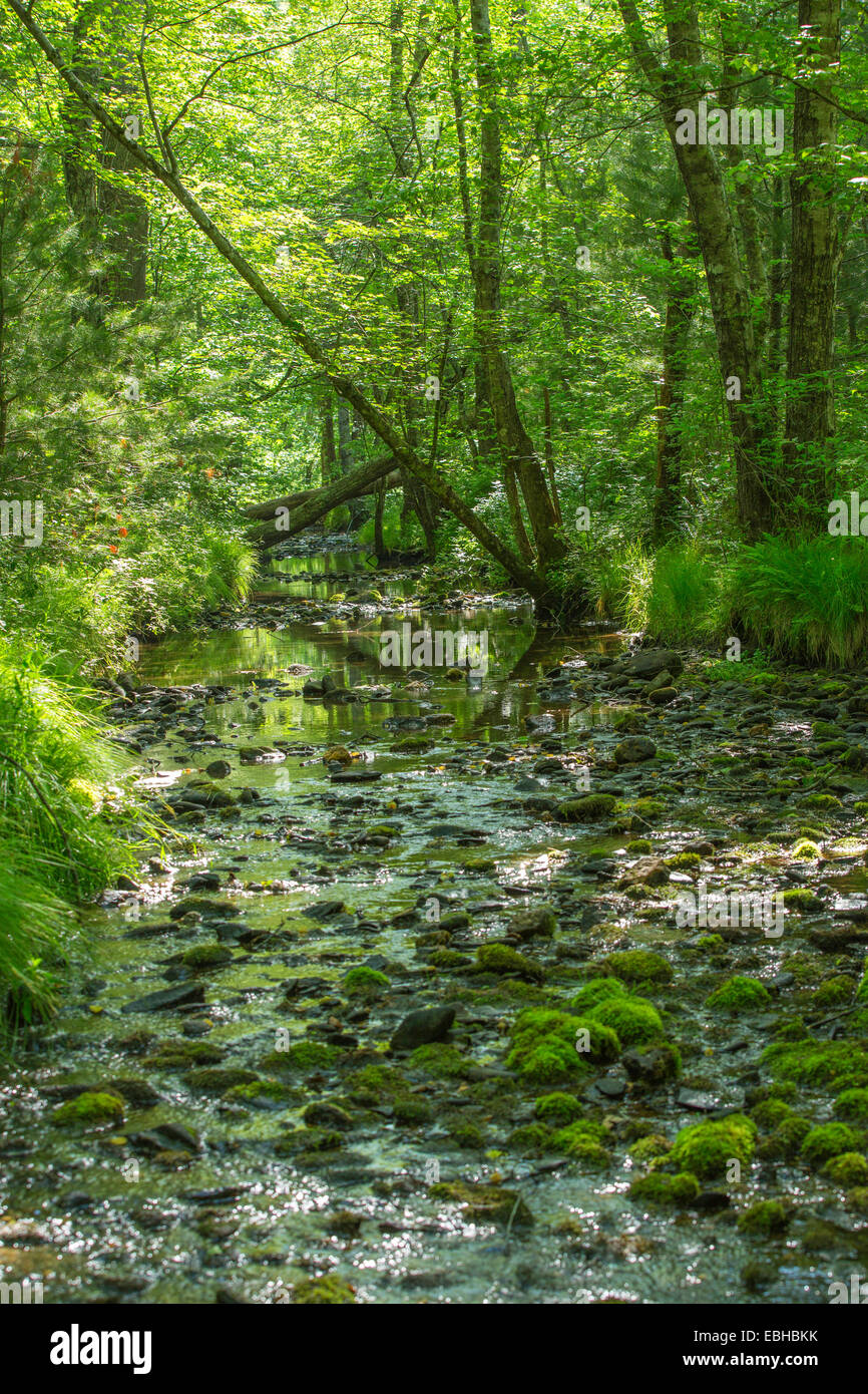 Auenwaldes, kleine Zusammenfluss von Abrams Creek, USA, Tennessee, Great Smoky Mountains National Park Stockfoto