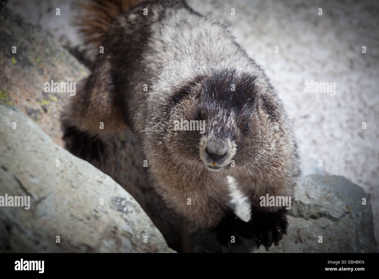 Hoary Marmot, Whistler, Britisch-Kolumbien, Kanada, Nordamerika. Stockfoto