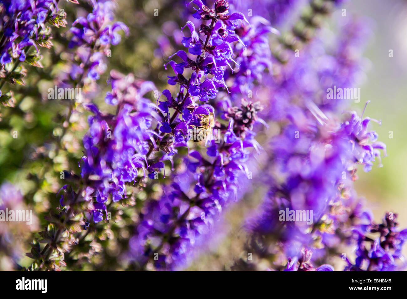 Blaue wilde Blumen, British Columbia, Kanada, Nordamerika. Stockfoto