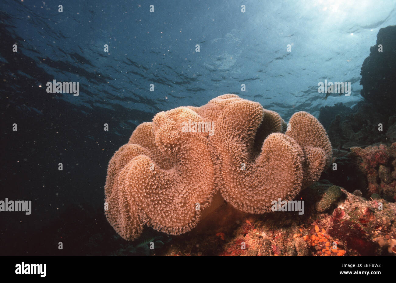Elefanten Ohr Koralle, gelb-grn-Soft-Koralle (Leder Korallen) (Sarcophyton  Trocheliophorum Stockfotografie - Alamy