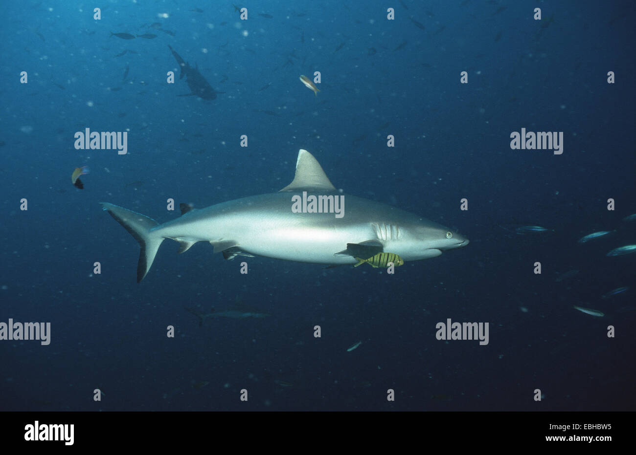 grauen Riffhai (Carcharhinus Amblyrhynchos). Stockfoto