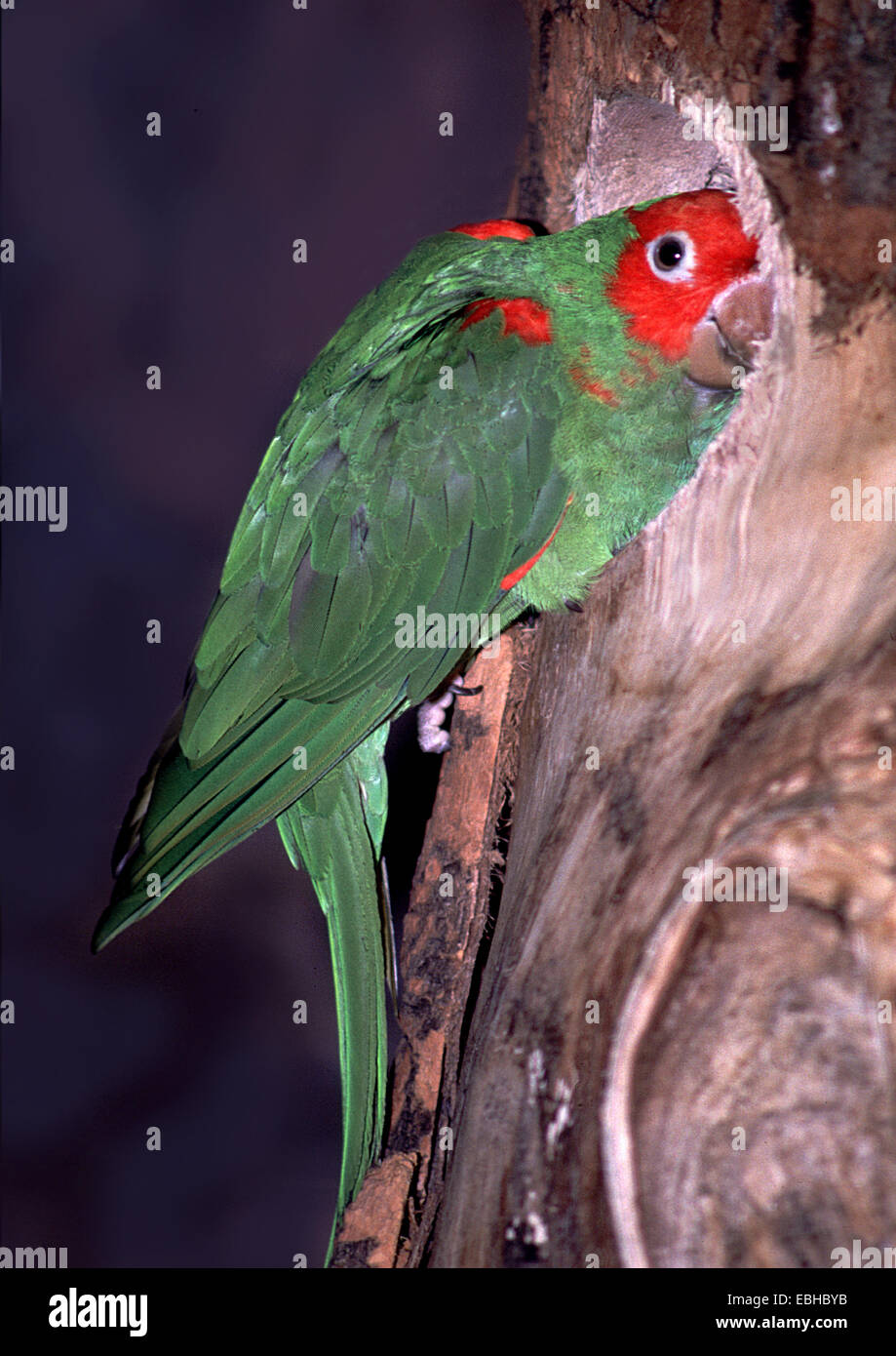 Grün-winged König Papagei (Alisterus Chloropterus). Stockfoto