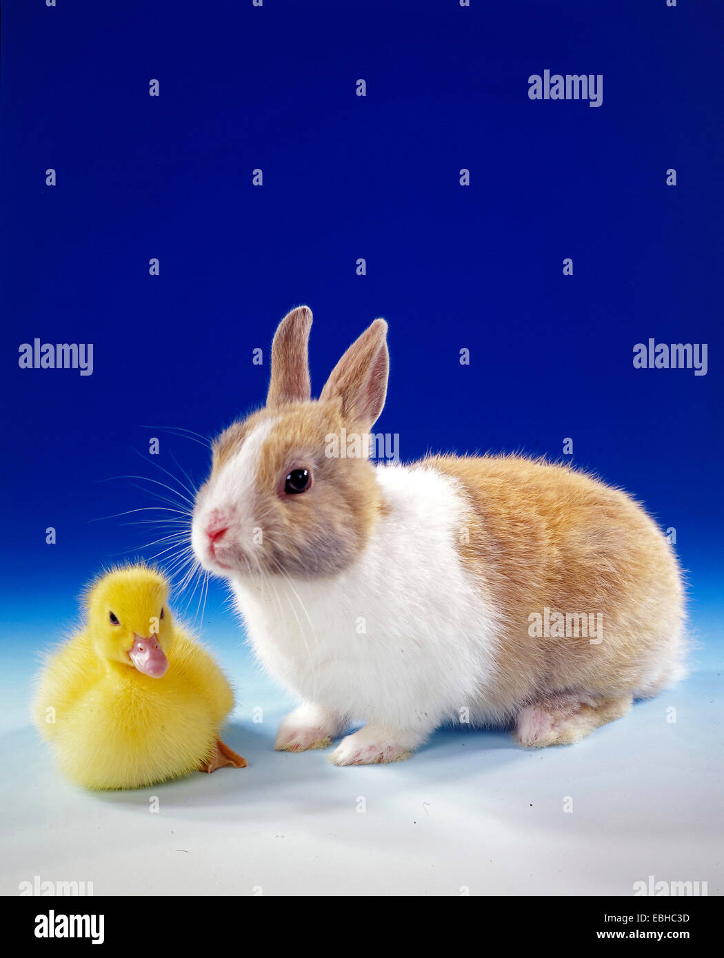 Zwerg Kaninchen (Oryctolagus Cuniculus F. Domestica), Zwerg Kaninchen und Ente Küken vor blauem Hintergrund Stockfoto