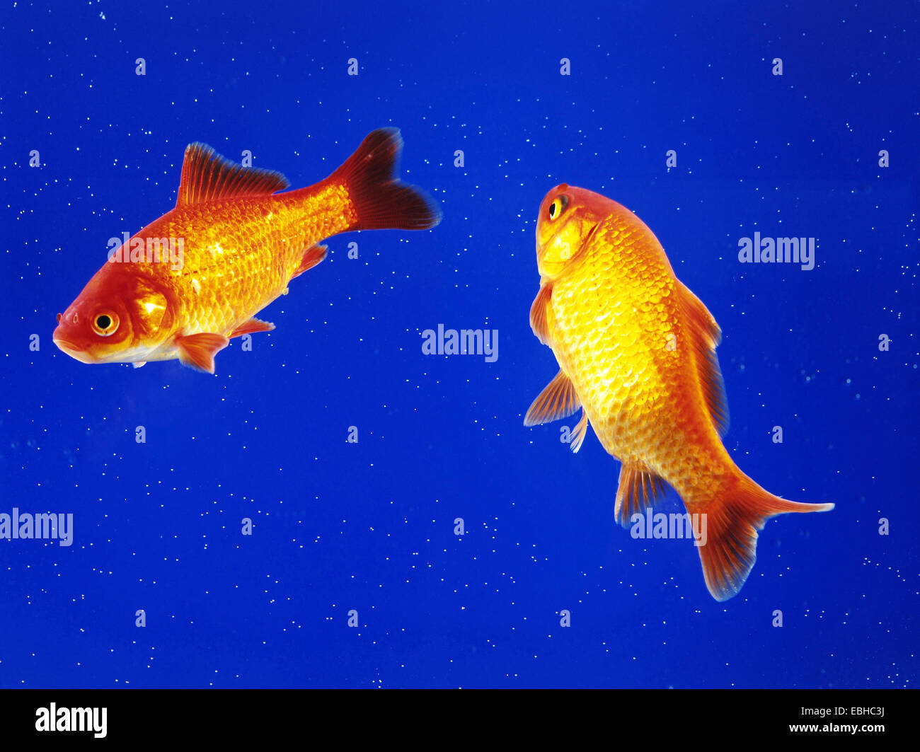 Goldfische, Karpfen (Carassius Auratus), zwei Goldfische im aquarium Stockfoto