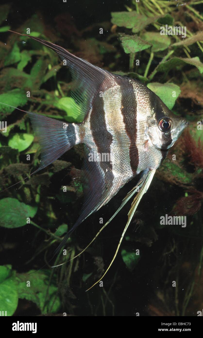 tiefen Kaiserfisch (Pterophyllum Altum). Stockfoto