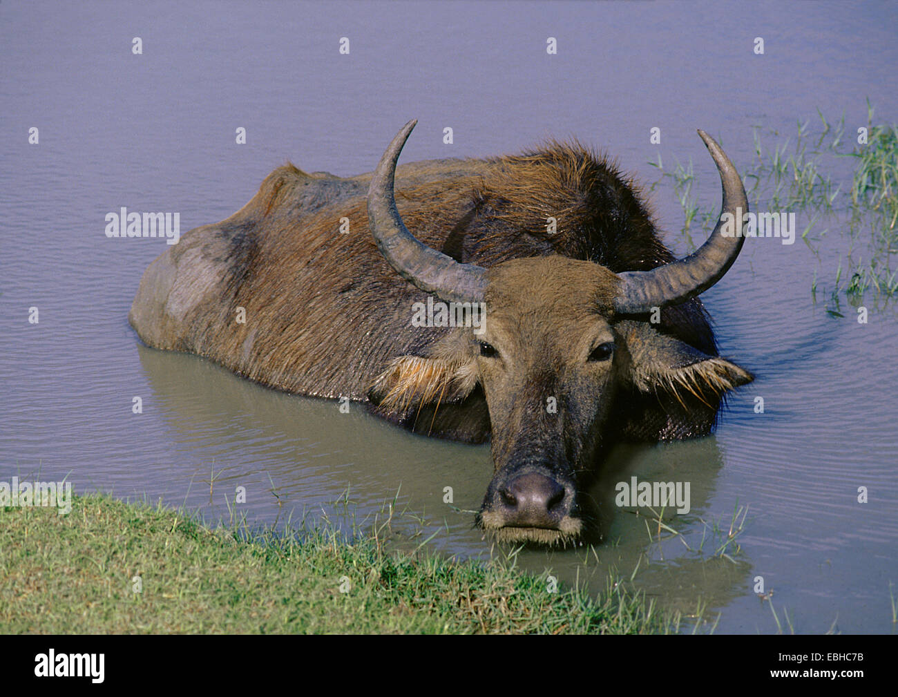 Asiatische Wasserbüffel, Anoas (Bubalus Spec.). Stockfoto
