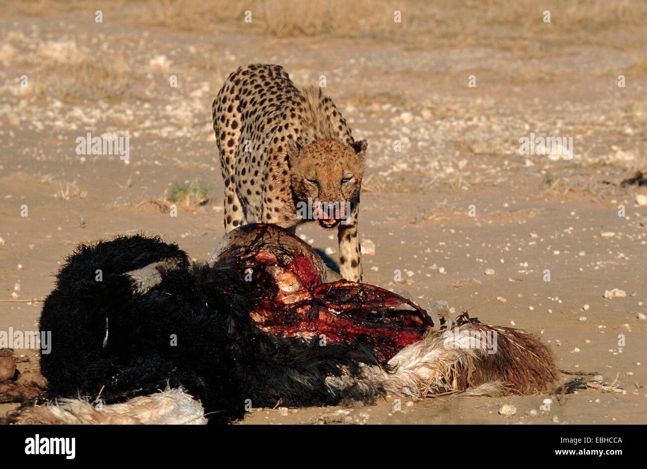 Gepard (Acinonyx Jubatus), Erwachsene, Fütterung auf Strauß Karkasse, Nov 01. Stockfoto