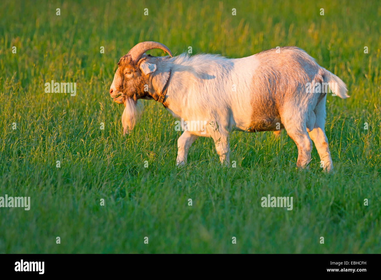 Hausziege (Capra Hircus, Capra Aegagrus F. Hircus), Ziege Bock auf einer Wiese im Abendlicht, Deutschland, Nordrhein-Westfalen Stockfoto